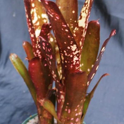 Billbergia 'Hallelujah' | Bromeliad Paradise