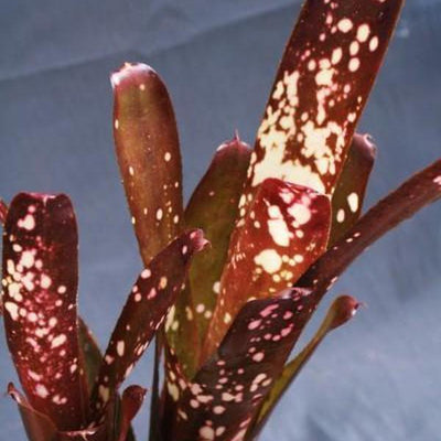 Billbergia 'Hallelujah' | Bromeliad Paradise