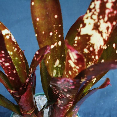 Billbergia 'Hallelujah' | Bromeliad Paradise