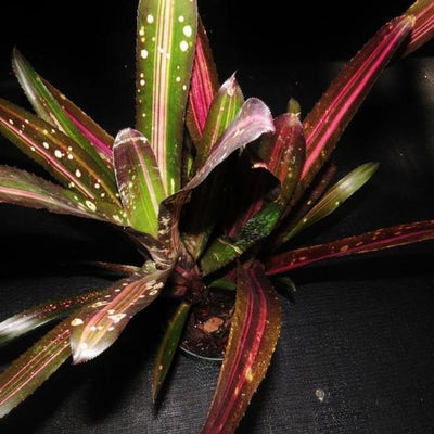 Billbergia 'Hallelujah' (Variegated) | Bromeliad Paradise