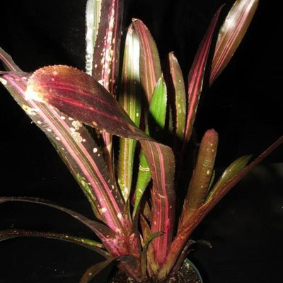 Billbergia 'Hallelujah' (Variegated) | Bromeliad Paradise