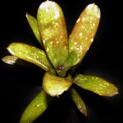 Billbergia 'Honey Bell' | Bromeliad Paradise