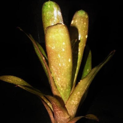 Billbergia 'Honey Bell' | Bromeliad Paradise