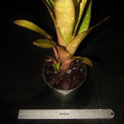 Billbergia 'Honey Bell' | Bromeliad Paradise