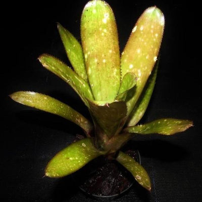 Billbergia 'Honey Bell' | Bromeliad Paradise