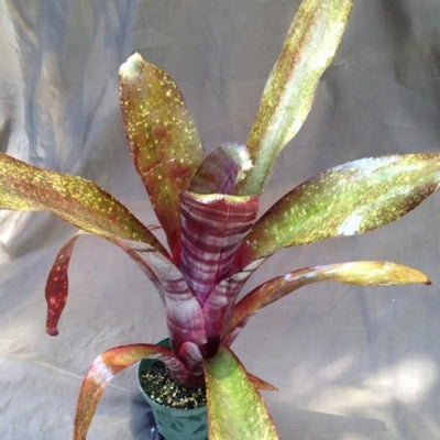 Billbergia 'La Noche' | Bromeliad Paradise