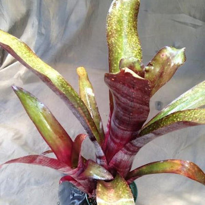 Billbergia 'La Noche' | Bromeliad Paradise