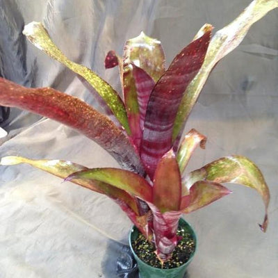 Billbergia 'La Noche' | Bromeliad Paradise