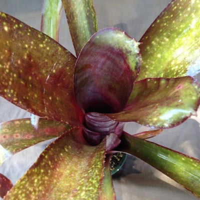 Billbergia 'La Noche' | Bromeliad Paradise