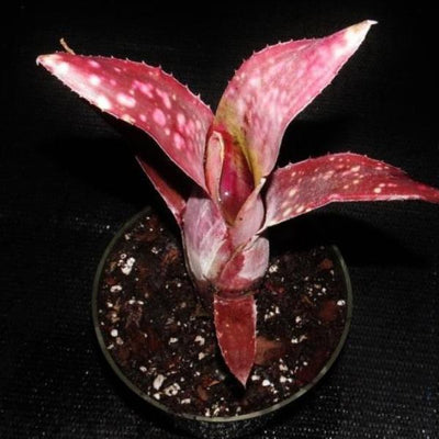 Billbergia 'Las Manchas' | Bromeliad Paradise