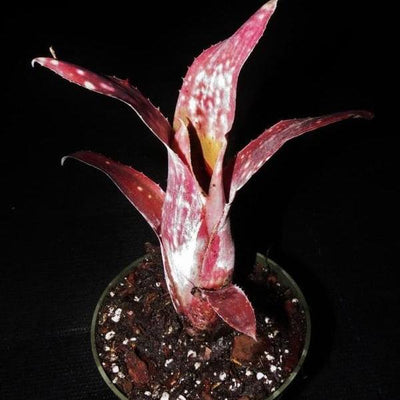 Billbergia 'Las Manchas' | Bromeliad Paradise