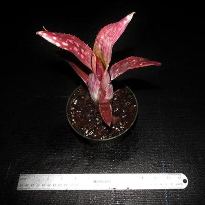 Billbergia 'Las Manchas' | Bromeliad Paradise