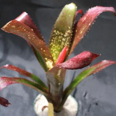 Billbergia 'Lilac Time' | Bromeliad Paradise