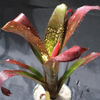 Billbergia 'Lilac Time' | Bromeliad Paradise