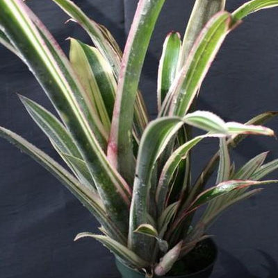 Billbergia 'Louise' | Bromeliad Paradise
