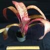 Billbergia 'Mandas Othello x Strawberry' | Bromeliad Paradise