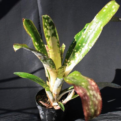 Billbergia 'Mariposa' | Bromeliad Paradise