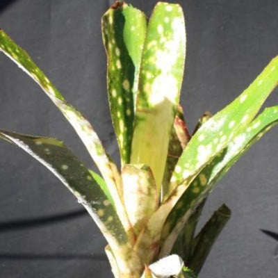Billbergia 'Mariposa' | Bromeliad Paradise