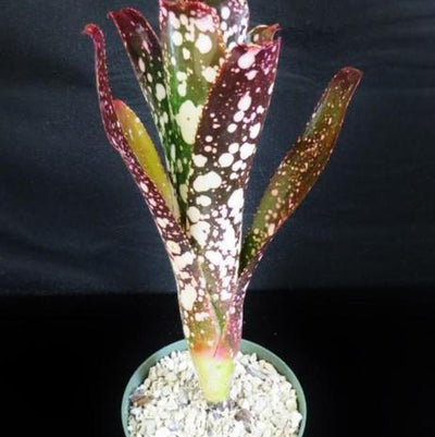 Billbergia 'Moulin Rouge' | Bromeliad Paradise