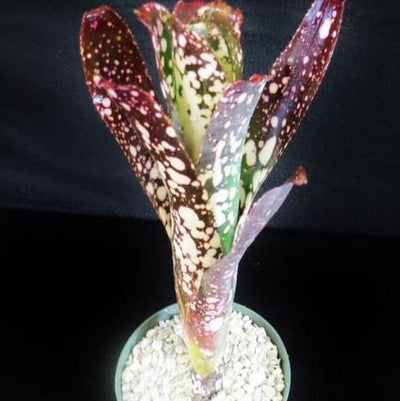 Billbergia 'Moulin Rouge' | Bromeliad Paradise