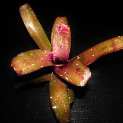 Billbergia 'Muchacho' | Bromeliad Paradise