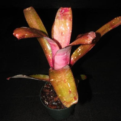 Billbergia 'Muchacho' | Bromeliad Paradise