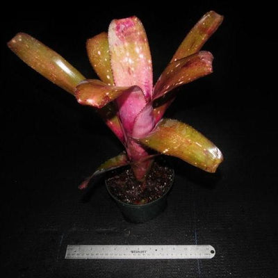 Billbergia 'Muchacho' | Bromeliad Paradise