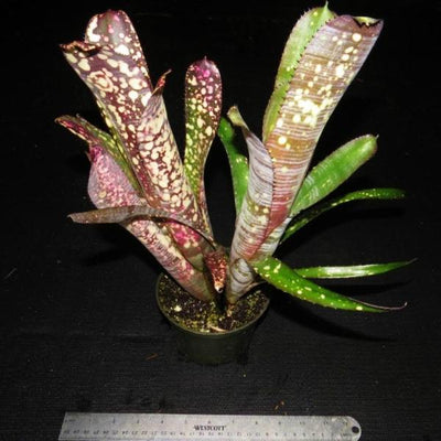 Billbergia 'Novena' | Bromeliad Paradise