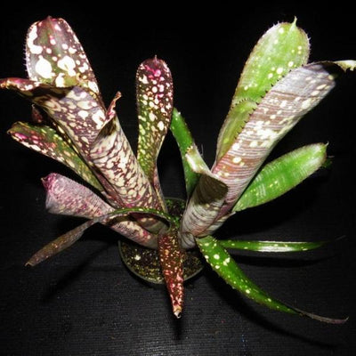 Billbergia 'Novena' | Bromeliad Paradise