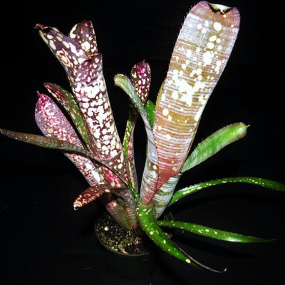 Billbergia 'Novena' | Bromeliad Paradise