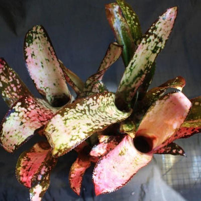 Billbergia 'Poquito Mas' | Bromeliad Paradise