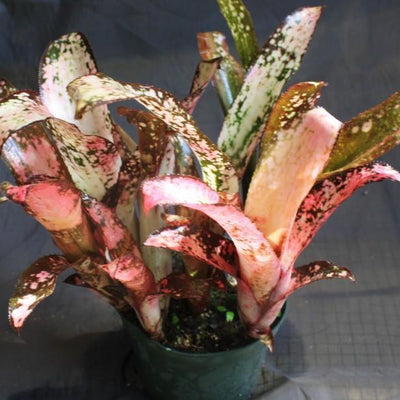 Billbergia 'Poquito Mas' | Bromeliad Paradise