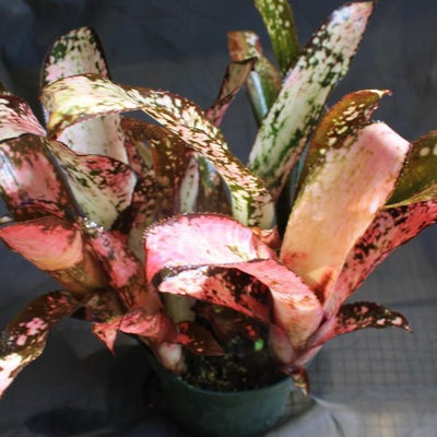 Billbergia 'Poquito Mas' | Bromeliad Paradise