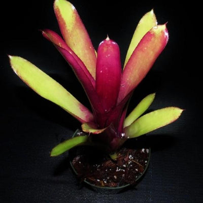 Billbergia 'Redemption' | Bromeliad Paradise