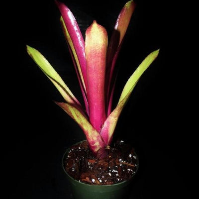 Billbergia 'Redemption' | Bromeliad Paradise