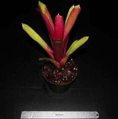 Billbergia 'Redemption' | Bromeliad Paradise