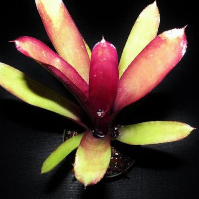 Billbergia 'Redemption' | Bromeliad Paradise