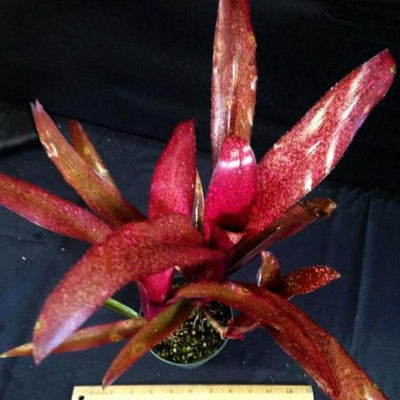 Billbergia 'Royal Blood' | Bromeliad Paradise