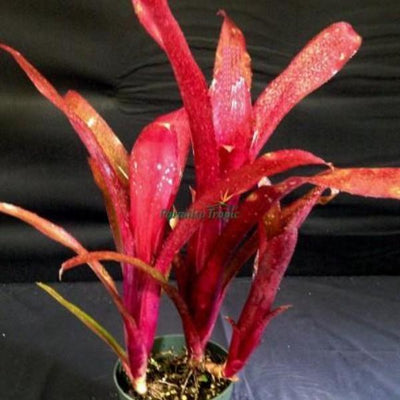 Billbergia 'Royal Blood' | Bromeliad Paradise