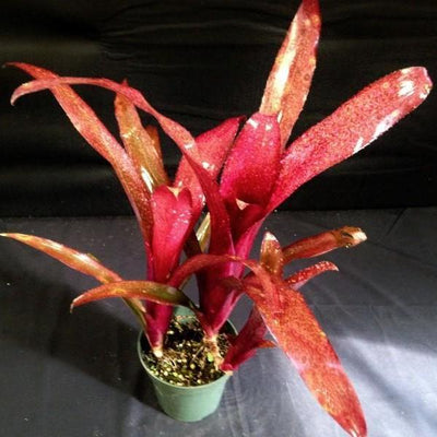 Billbergia 'Royal Blood' | Bromeliad Paradise