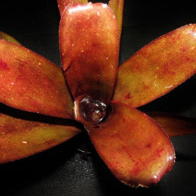 Billbergia 'Simpatico' | Bromeliad Paradise