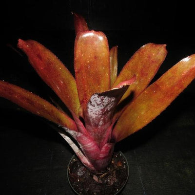 Billbergia 'Simpatico' | Bromeliad Paradise