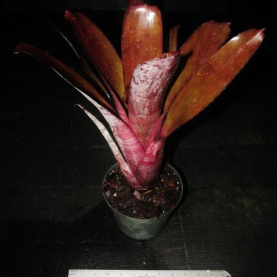 Billbergia 'Simpatico' | Bromeliad Paradise