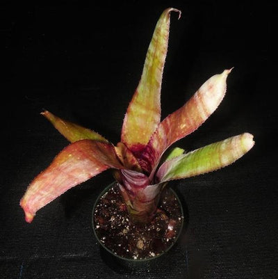 Billbergia 'Sound Waves' | Bromeliad Paradise