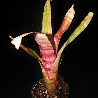 Billbergia 'Sound Waves' | Bromeliad Paradise