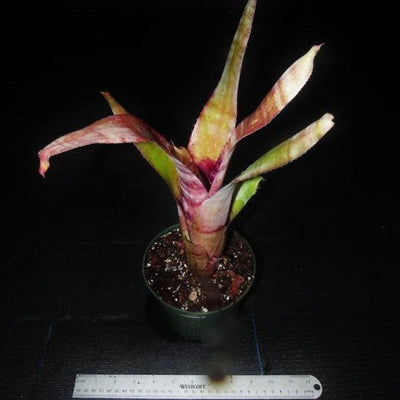 Billbergia 'Sound Waves' | Bromeliad Paradise