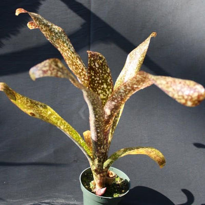 Billbergia 'Sun Spots' | Bromeliad Paradise