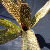 Billbergia 'Sun Spots' | Bromeliad Paradise
