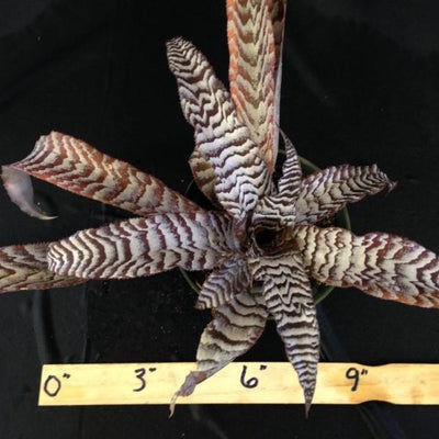 Cryptanthus 'Absolute Zero' | Bromeliad Paradise