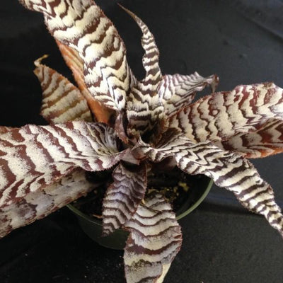 Cryptanthus 'Absolute Zero' | Bromeliad Paradise
